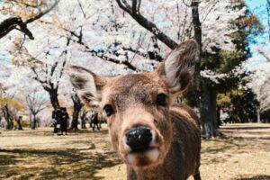 Nara deer